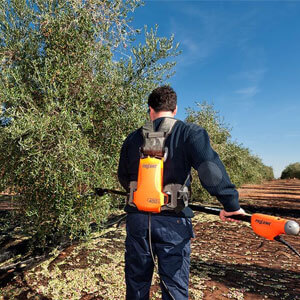 Machine picked Olive Harvesting