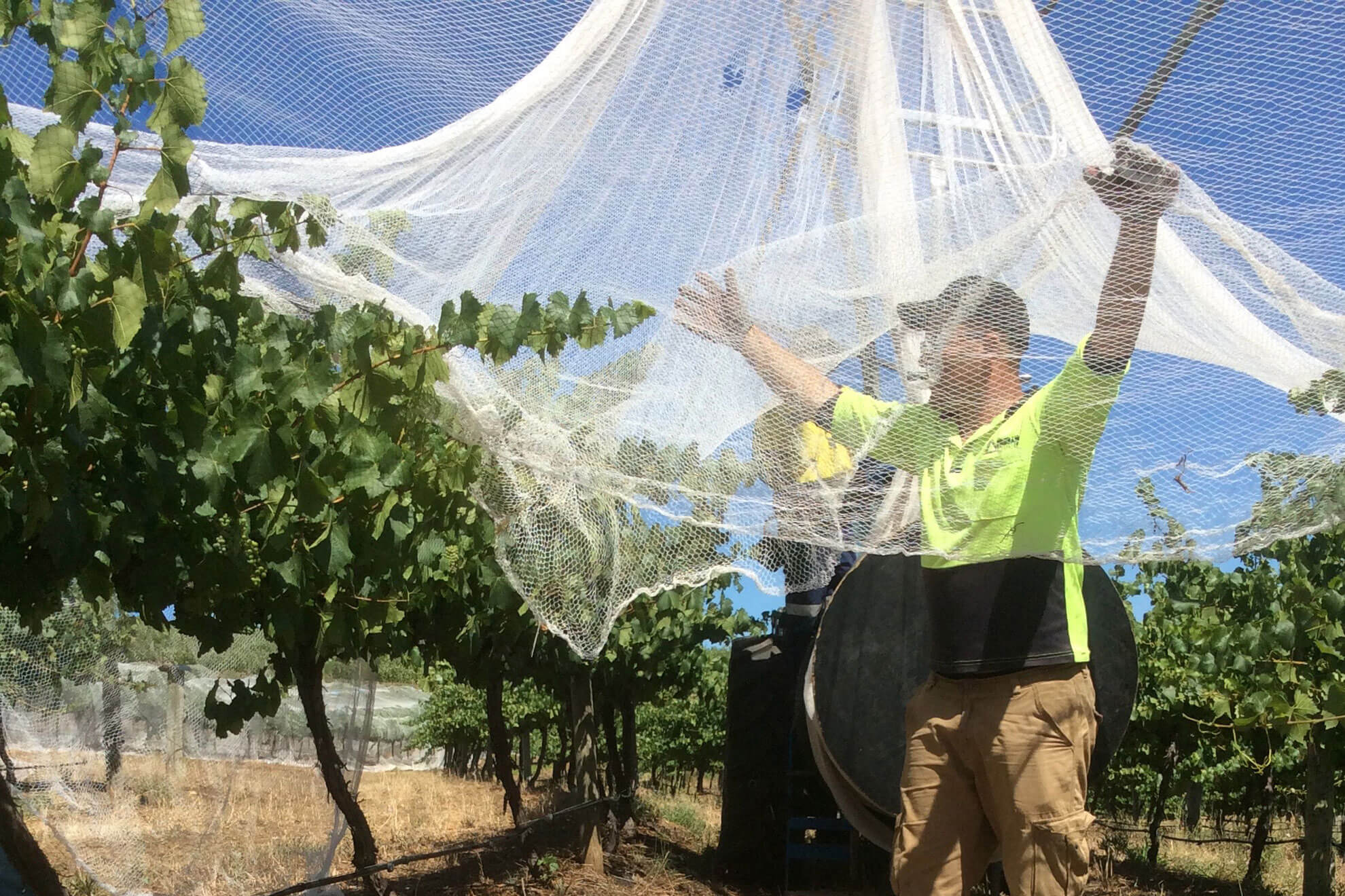 Vineyard & Orchard bird netting | Pridham Viticulture