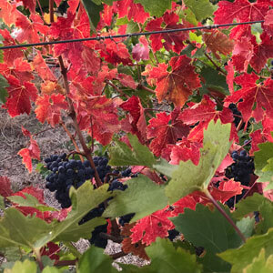 Fungicide crop protection for vineyards and orchards