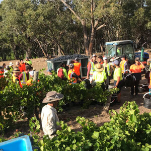 Carefully selected Hand Pickers for vintage