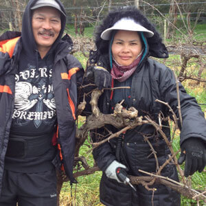 Hand pruning of vineyards