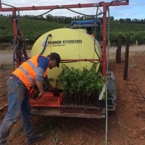 Planting new vines as part of vineyard redevelopment