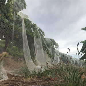 Bird netting in place
