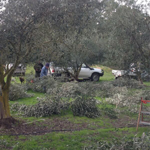 Olive grove management