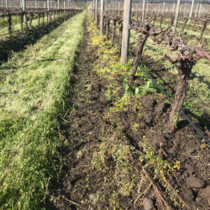 Slashing of vineyard