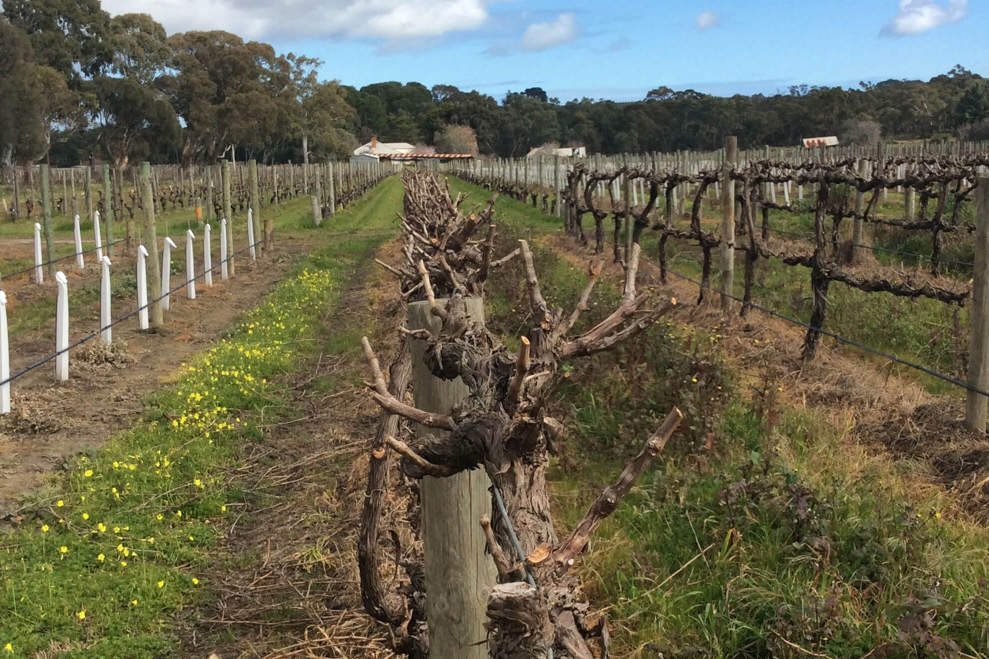Vineyard pruning by Pridham Viticulture