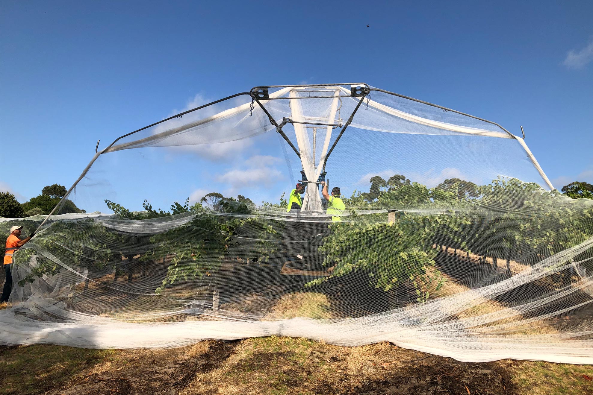 Bird netting 20222023 Bird control measures Pridham Viticulture